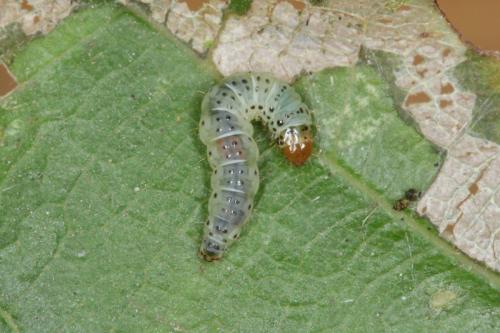 Réf. 242 035 : Teleiodes luculella